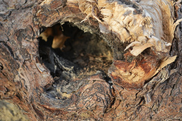 texture of bark of a tree