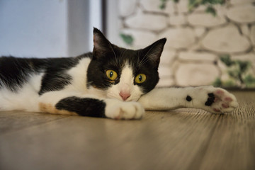 Elegant cat over the wood floor
