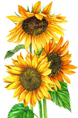 Fototapeta na wymiar sunflower on an isolated white background, hand drawing, flowers illustration