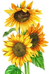Fotobehang Zonnebloemen zonnebloem op een afgelegen witte achtergrond, handtekening, bloemenillustratie