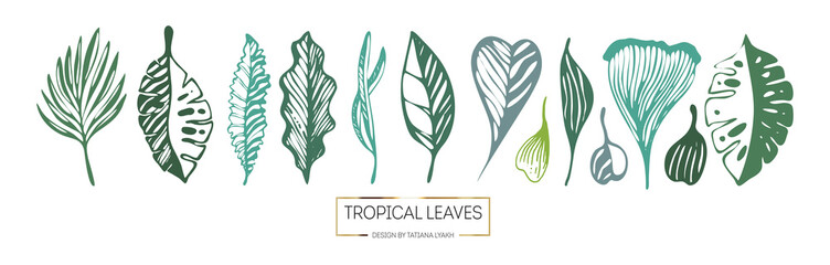 set of palm leaves vector on a white background