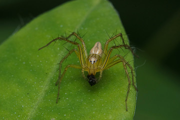 Macro photo of insect or little spider holding onto a stem. Macro bugs and insects world. Nature in spring concept.