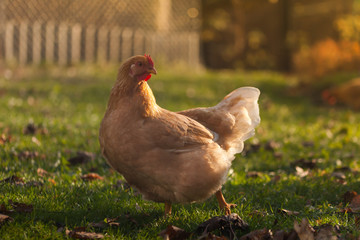 A fawn beautiful chicken walks on a small farm in golden autumn.