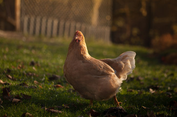 A fawn beautiful chicken walks on a small farm in golden autumn.