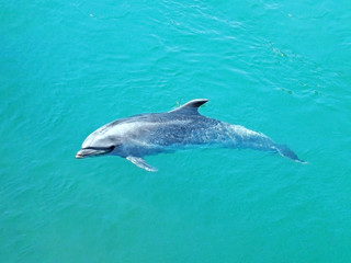 A dolphin swimming in a tropical emerald green sea