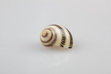 진화의 증거들-조개