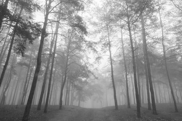 Autumn foggy forest. Tree in fog