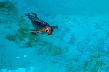 Fototapeta premium Cute playful seal swims and dives in the zoo pool. Image