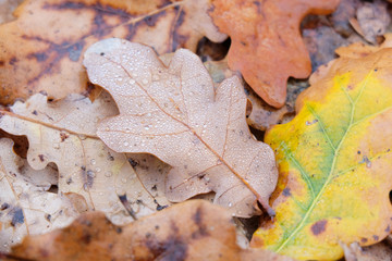 Fallen oak leaves with drops of water in the forest. Autumn mood concept
