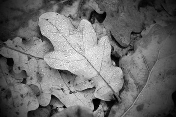 Fallen oak leaves with drops of water in the forest. Autumn mood concept