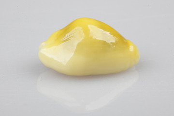 진화의 증거들-조개