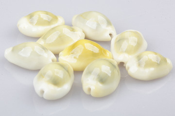 진화의 증거들-조개