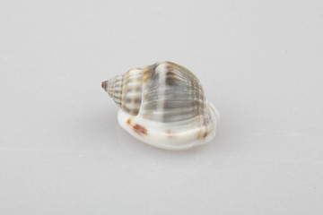 진화의 증거들-조개