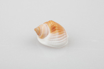 진화의 증거들-조개