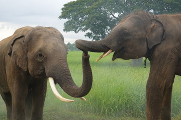 Two elephants are greeting with their nose. Taken at Surin Province in Thailand.