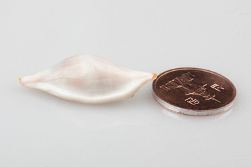 진화의 증거들-조개