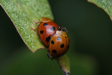 Macro photo of Ladybugs in the green leaf. Macro bugs and insects world. Nature in spring concept.