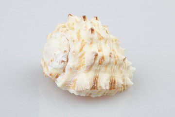 진화의 증거들-조개