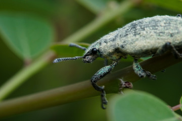 Macro bugs and insects world. Nature in spring concept.