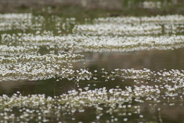 Flowers on the lake