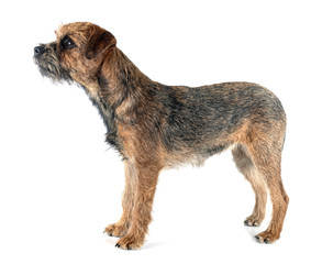 border terrier in studio