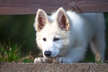 Cucciolo di pastore svizzero bianco 