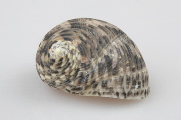 진화의 증거들-조개