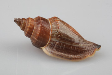 진화의 증거들-조개