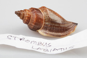 진화의 증거들-조개