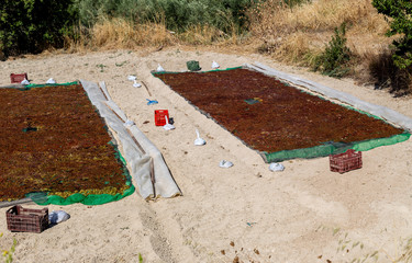 Drying grapes for raisins (Greece)
