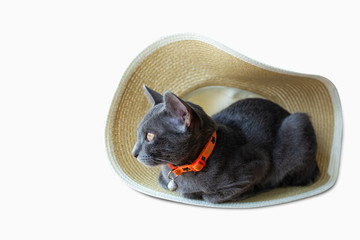 Cute gray cat in  hat isolated on white background.Selective focus