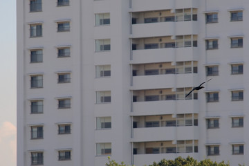 cormorant in flight