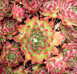 Miniature succulent plants (succulent cactus) at the garden