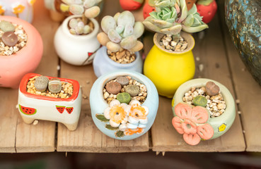 Lithops (Living stone), cactus succulents in planter