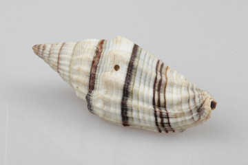 진화의 증거들-조개