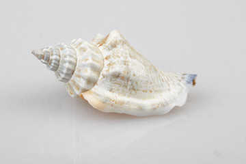 진화의 증거들-조개