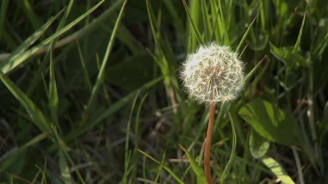 Steady, close up shot of a dandelion surrounded by grass and leaves.