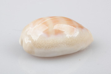 진화의 증거들-조개