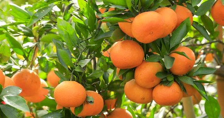 Ripe orange fruit hanging on a tree.ripe and juicy orange in fruit plantation.the wind is waving leaves. - Powered by Adobe