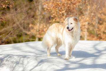 Hiking wit Dog at sunny winter day with snow. 