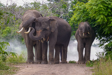 Three elephants are standing together. Taken at Surin Province in Thailand.
