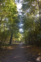 Obraz premium vue de forêt et lumière