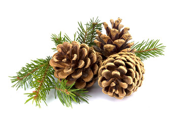 Pine cones and fir tree branch on a white background