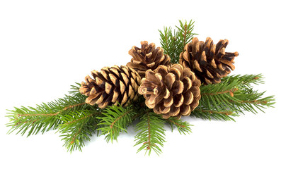 Fototapeta premium Pine cones and fir tree branch on a white background