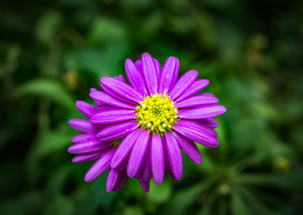 macro shots of flowers and plants