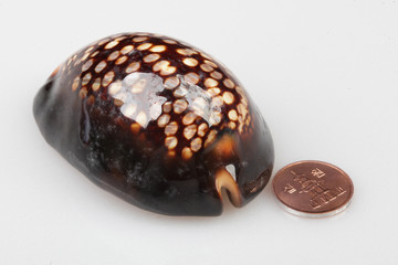 진화의 증거들-조개