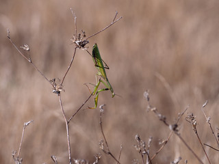 Modliszka zwyczajna (Mantis religiosa) wśród traw w swojej ulubionej pozycji - obrazy, fototapety, plakaty