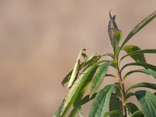 Modliszka zwyczajna (Mantis religiosa) wśród traw w swojej ulubionej pozycji © JDziedzic