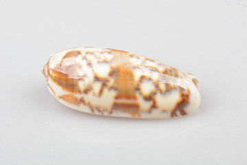 진화의 증거들-조개