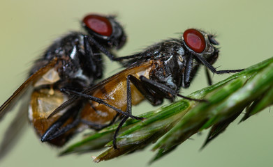 macro shots of insects